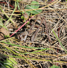 Decticus verrucivorus