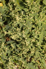 Chenopodium album