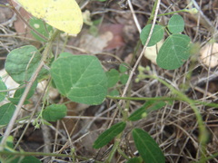 Desmodium procumbens