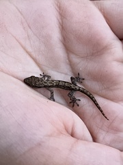 Lepidodactylus lugubris