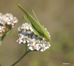 Phaneroptera falcata