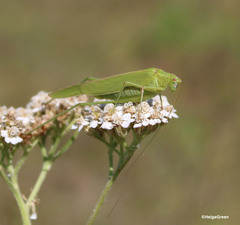 Phaneroptera falcata