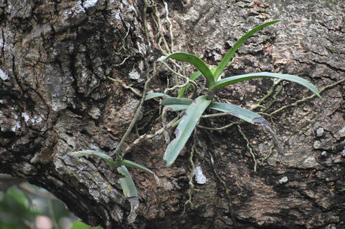 Image of Acampe praemorsa by (c) Gannu03, some rights reserved (CC BY-SA)