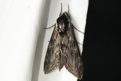 Sphinx poecila