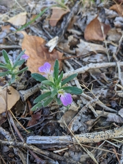 Ajuga iva