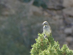 Amphispiza bilineata