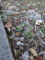 Ajuga iva
