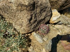 Ferocactus cylindraceus