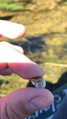 Planorbella trivolvis