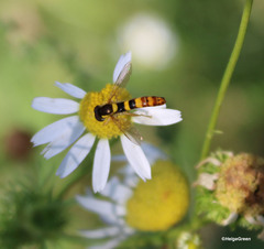 Sphaerophoria scripta