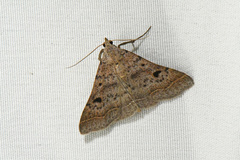 Bleptina caradrinalis