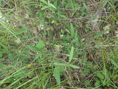 Desmodium procumbens
