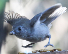 Baeolophus inornatus