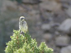 Amphispiza bilineata