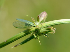 Chrysopa walkeri