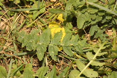 Pastinaca sativa