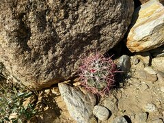 Ferocactus cylindraceus
