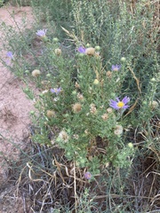 Dieteria canescens