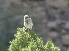 Amphispiza bilineata