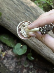 Agaricus xanthodermus