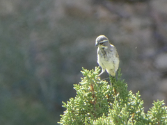 Amphispiza bilineata