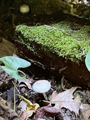 Agaricus xanthodermus