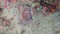 Atergatis integerrimus