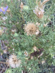 Dieteria canescens