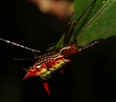 Micrathena armigera