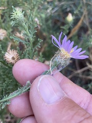 Dieteria canescens