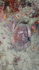 Atergatis integerrimus