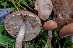 Agaricineae