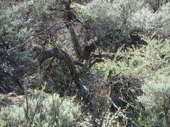 Artemisia tridentata