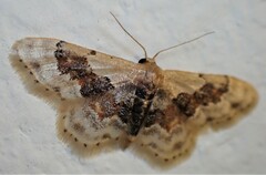 Idaea gemmata