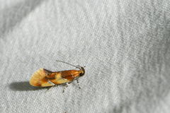 Epicallima argenticinctella