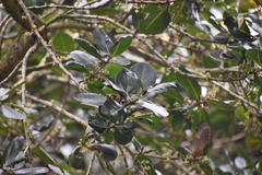 Calophyllum inophyllum