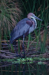Ardea goliath