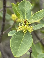 Forestiera reticulata