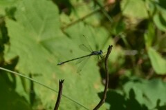Lestidae
