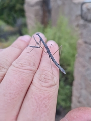 Schizomantodea