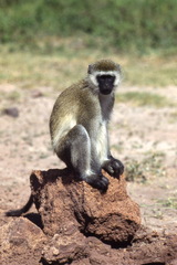 Chlorocebus pygerythrus hilgerti