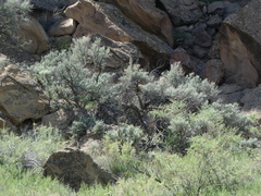 Artemisia tridentata