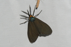 Ctenucha virginica