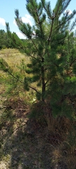 Pinus rigida