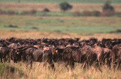 Connochaetes taurinus mearnsi