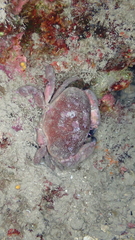 Atergatis integerrimus