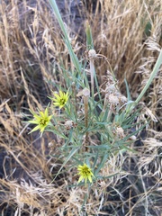 Tragopogon dubius