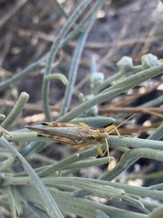 Melanoplinae