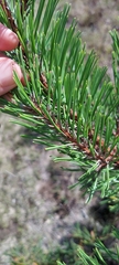 Pinus rigida