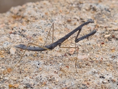 Schizomantodea
